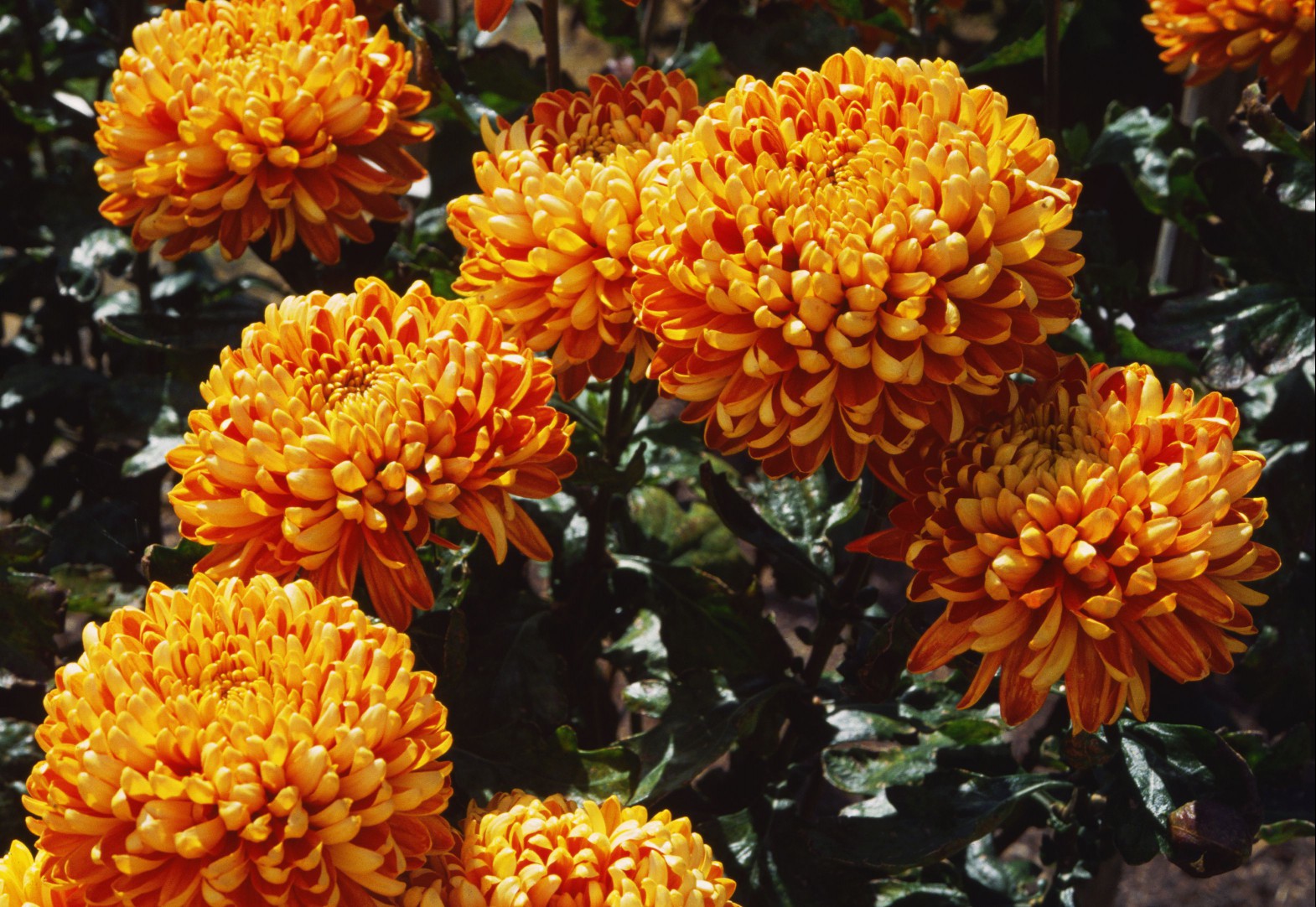 &#39;Autumn Days&#39; Chrysanthemums