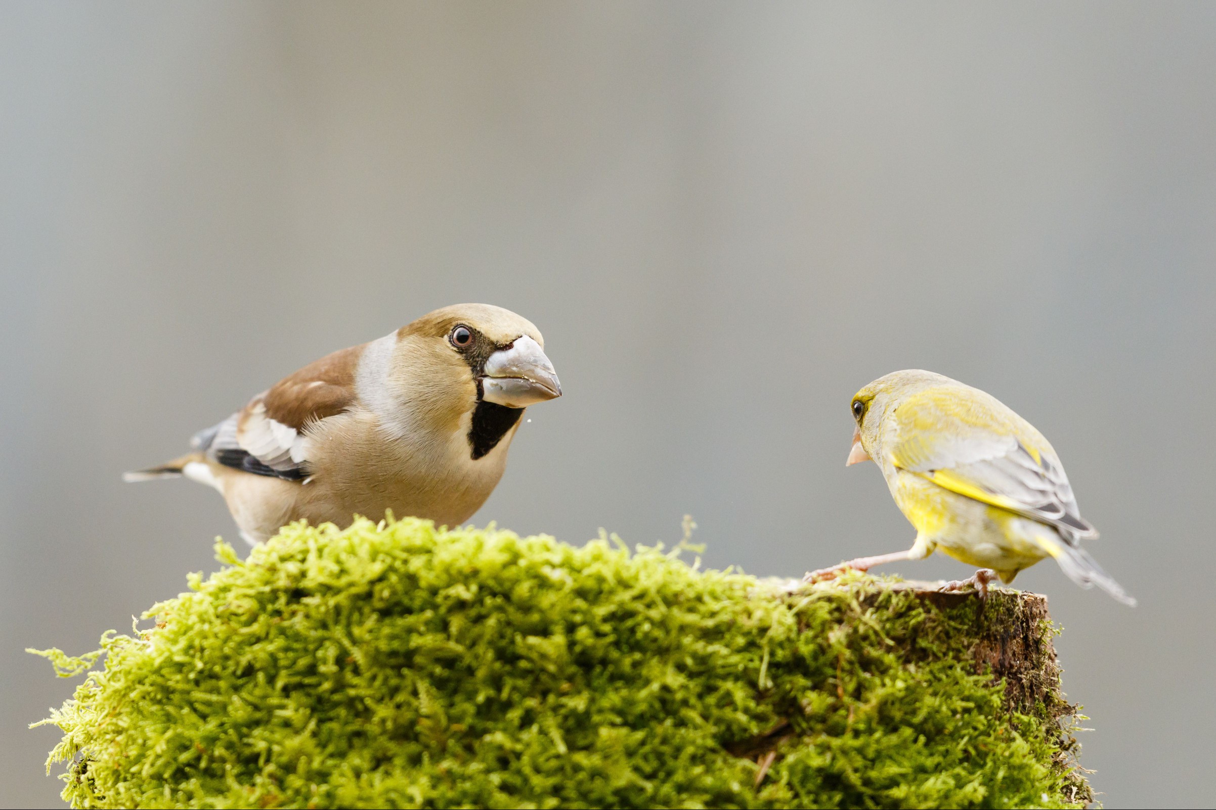 'Female Hawfinch (Coccothraustes coccothraustes) challenging a Greenfinch (Chloris chloris) on a tree stump, Alsace, France'