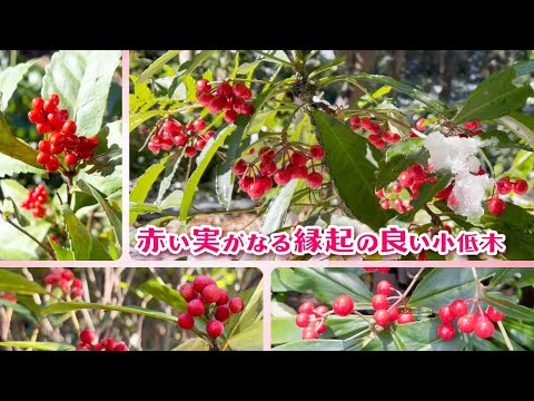 冬の庭に赤い実を！私が試した低木＆小木11選