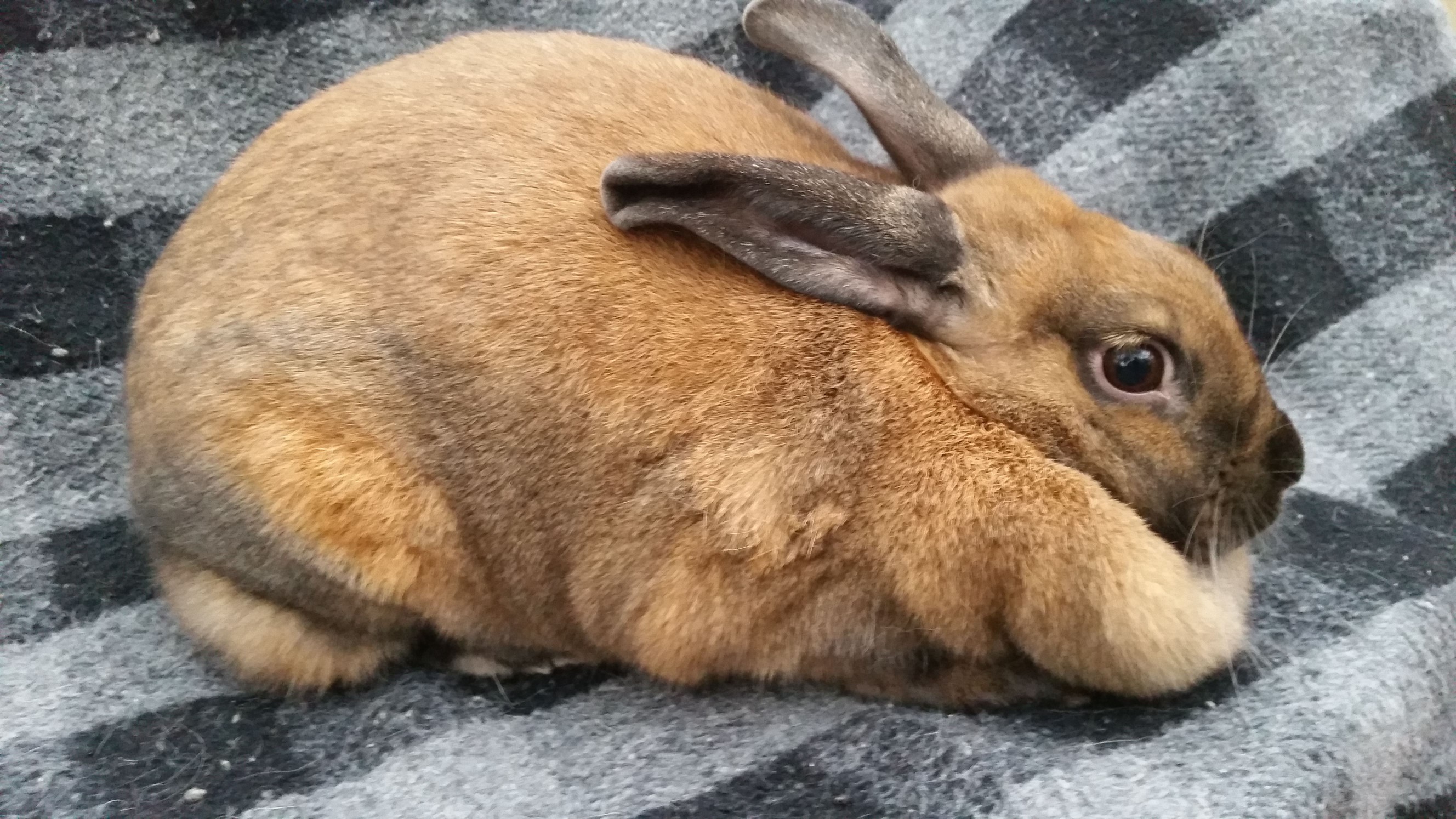'Spice of the show rabbit'