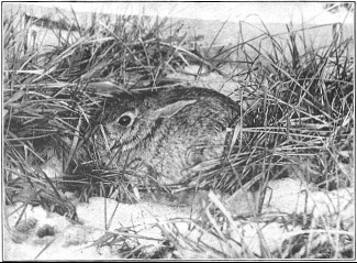 Fig. 1.—Cottontail rabbit in its "form."