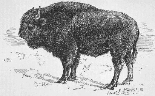YOUNG HALF-BREED (BUFFALO-DOMESTIC) BULL. YOUNG HALF-BREED (BUFFALO-DOMESTIC) BULL.