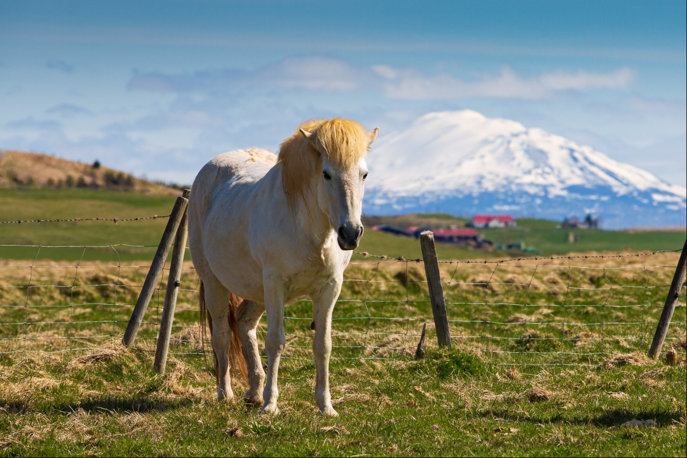 Firefly video still shot of an Icelandic horse