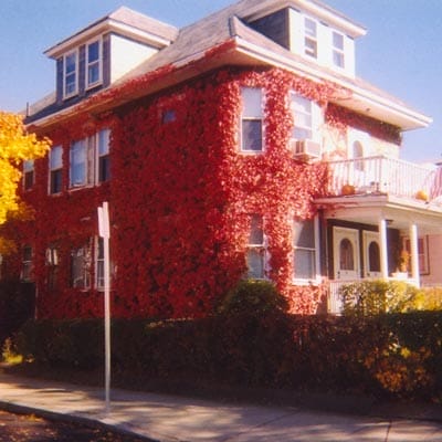 vines that have taken over the outside of a home