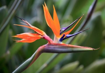 Easy-Care Plants for Home and Office: A Guide