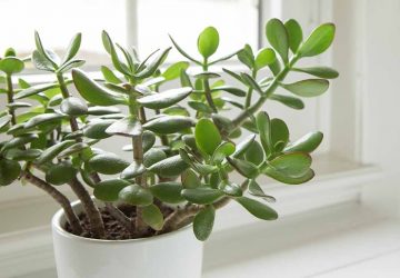 Interior Design with Houseplants: A Guide