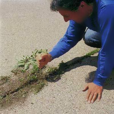 weeding a crack in a driveway