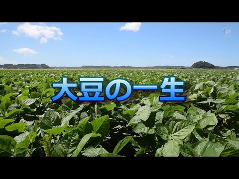 枝豆の収穫時期と方法、プロが教えるコツでもう迷わない