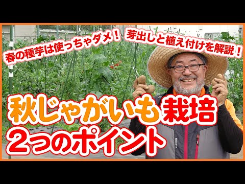 晚播马铃薯の秋植えはいつまで？110日ルールで収穫量アップ