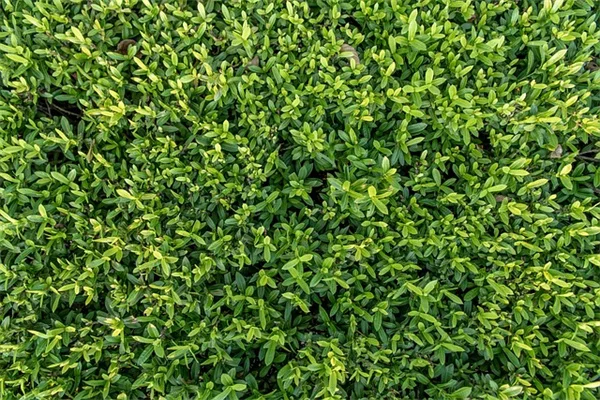 雨水が植物に与える効果と正しい使い方をプロが解説