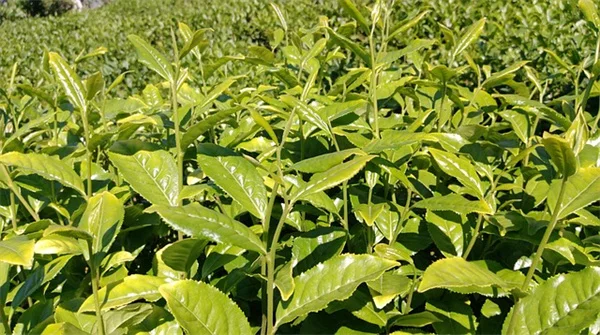 カエサルにちなんだ植物5選！あなたはいくつ知ってる？