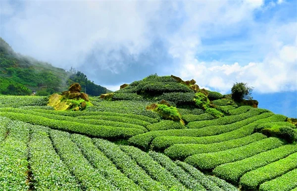 ピンクの観葉植物の選び方と育て方のコツを紹介