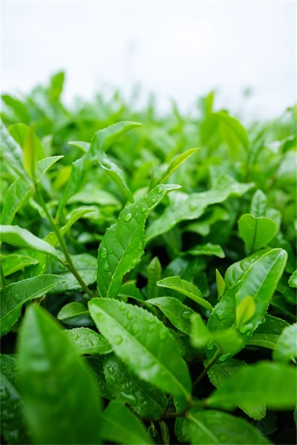 【無料】10日間のオンライン園芸フェス「Great Grow Along」が専門家と提携