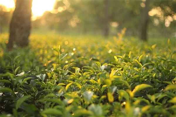 キッチン観葉植物おすすめ10選！失敗しない選び方と育て方のコツ