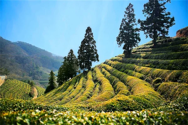 紅枝山茱萸の剪定：大きくなりすぎた低木を2つの方法で救う
