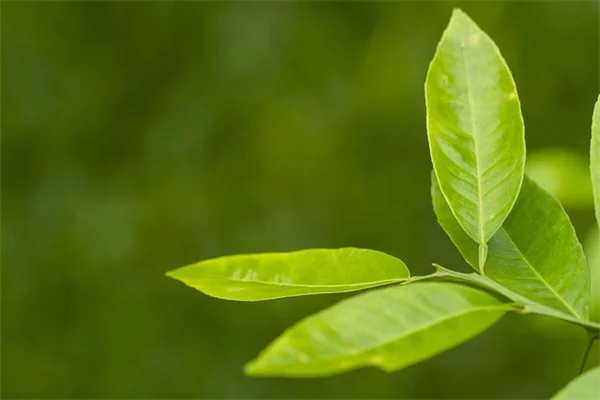 庭の紫色の雑草、見分け方と駆除のコツを実体験から解説