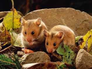 Learn to Tell If Your Hamster Is Male or Female