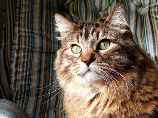 An orange Norwegian Forest cat looking out a window,