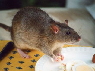 Feeding Pet Rats