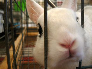 Reasons Why Rabbits Chew and How to Stop It