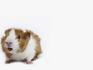 How to Decipher Guinea Pig Sounds, Noises, and Body Language