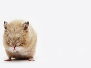 Hamster Health and Diseases
