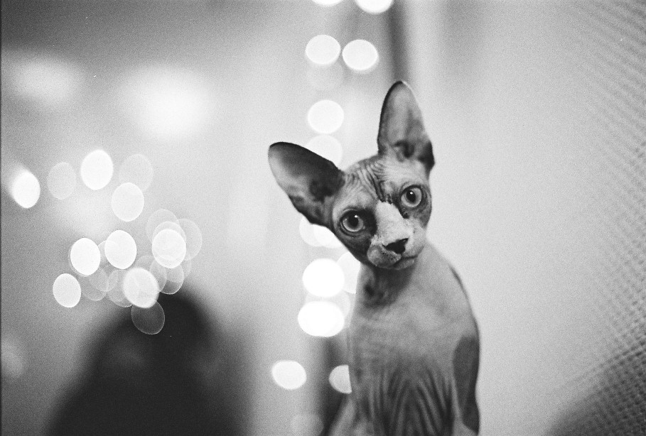 Sphynx cat
