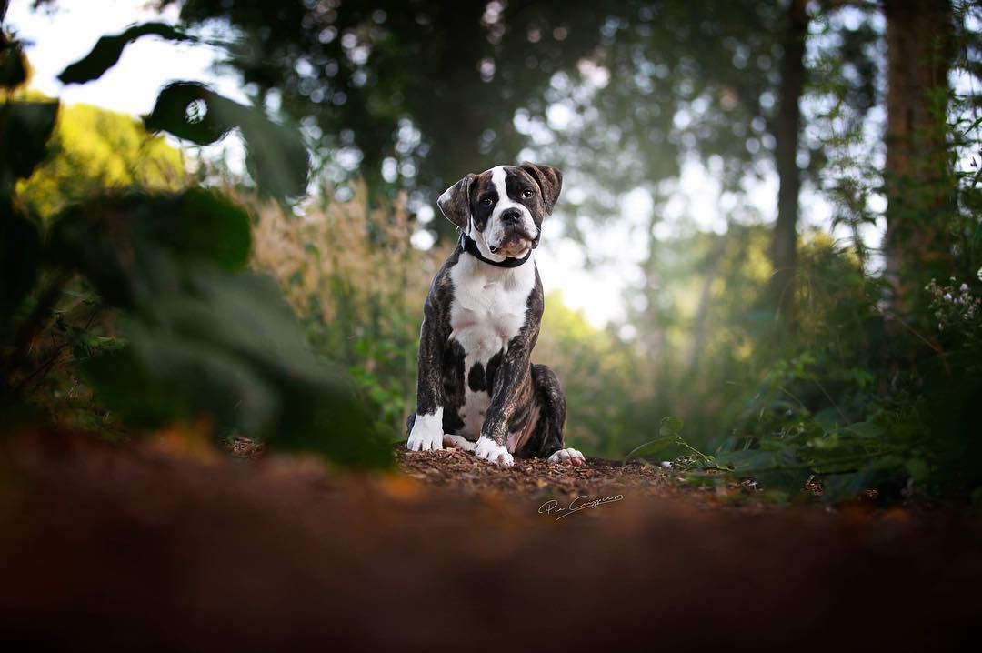 Cute bulldog in woods