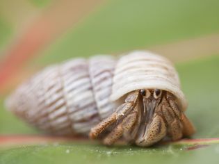 What Do Hermit Crabs Eat?
