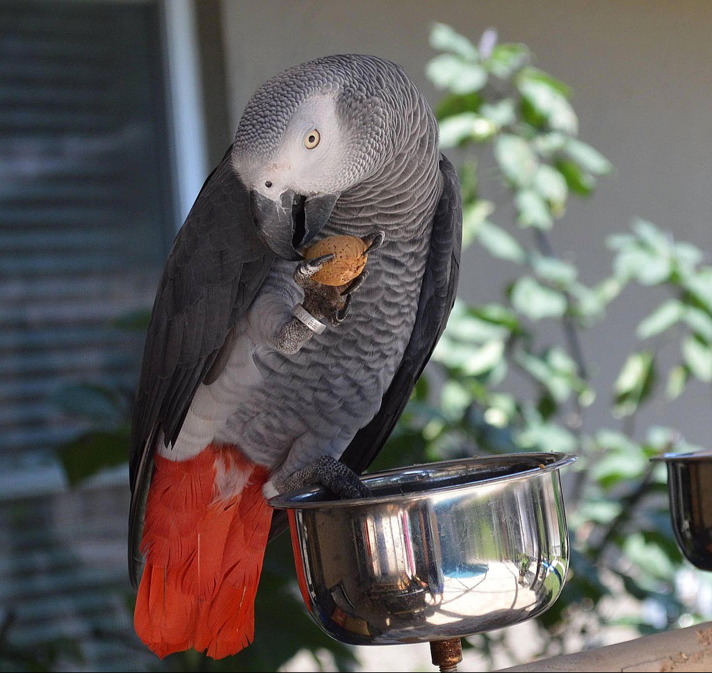 African Grey Parrot