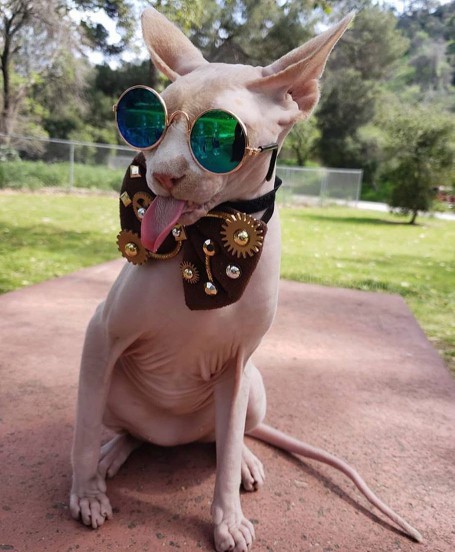 Sphynx cat in dress-up outfit
