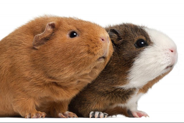 Two guinea pigs (9 months old)
