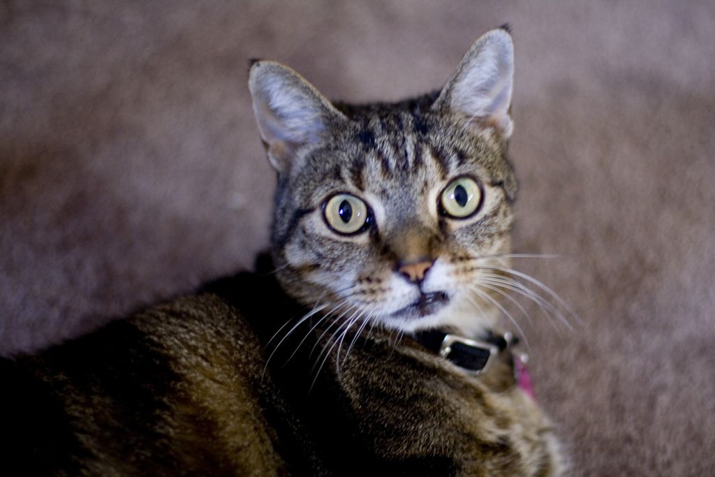 Cat sneering
