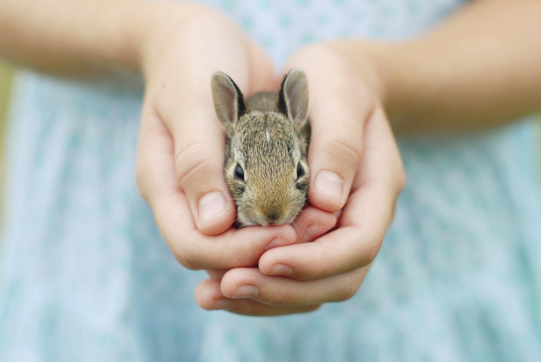 A girl&#39;s hands holding a baby bunny
