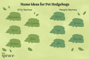 Illustration showing name ideas for pet hedgehogs