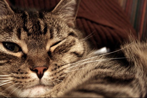 Cat winking its left eye.