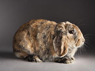 Rabbit Communication Basics