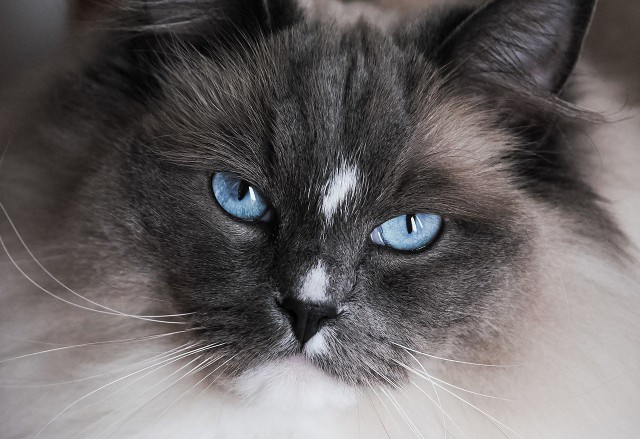 A close-up of a grey ragdoll cat.