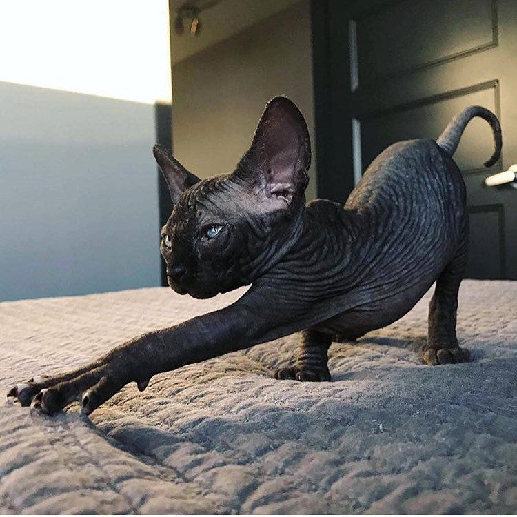 Black sphynx cat