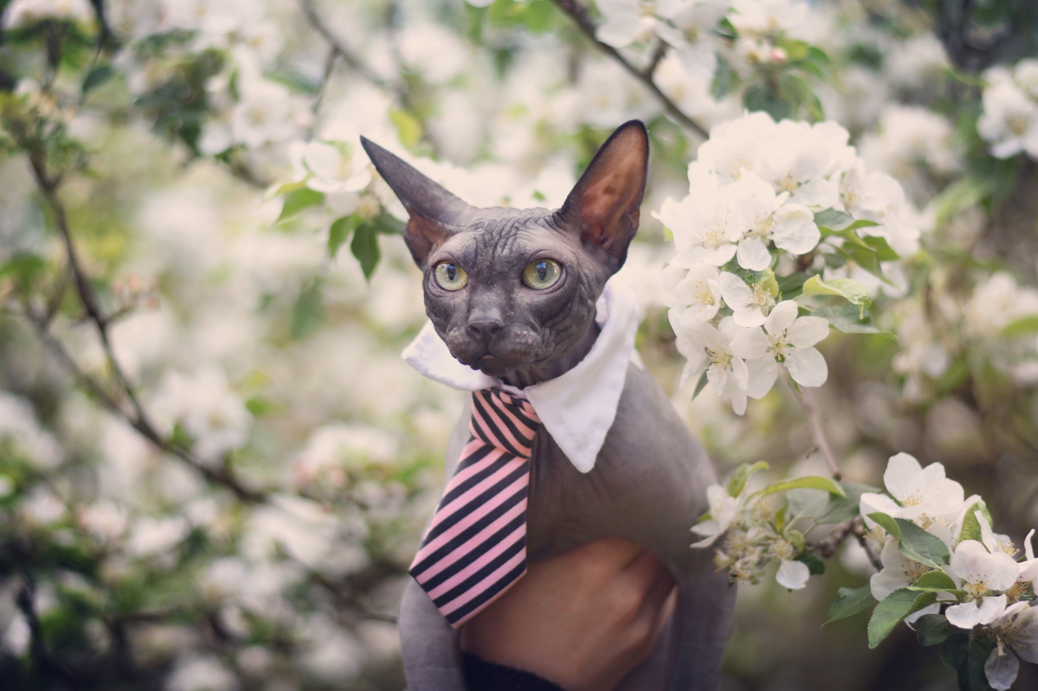 Sphynx cat in bow and tie dress