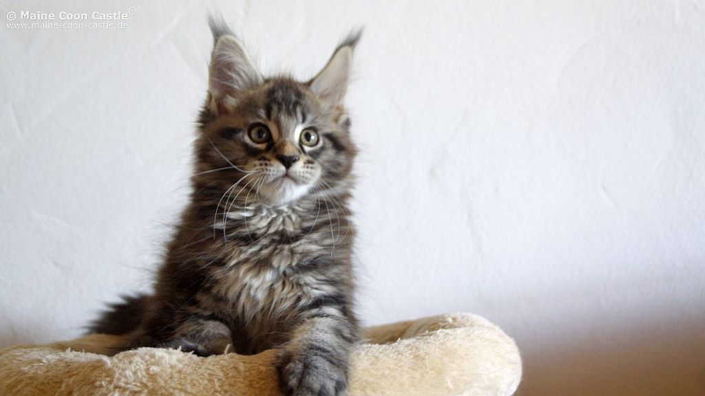 maine coon cat in bed