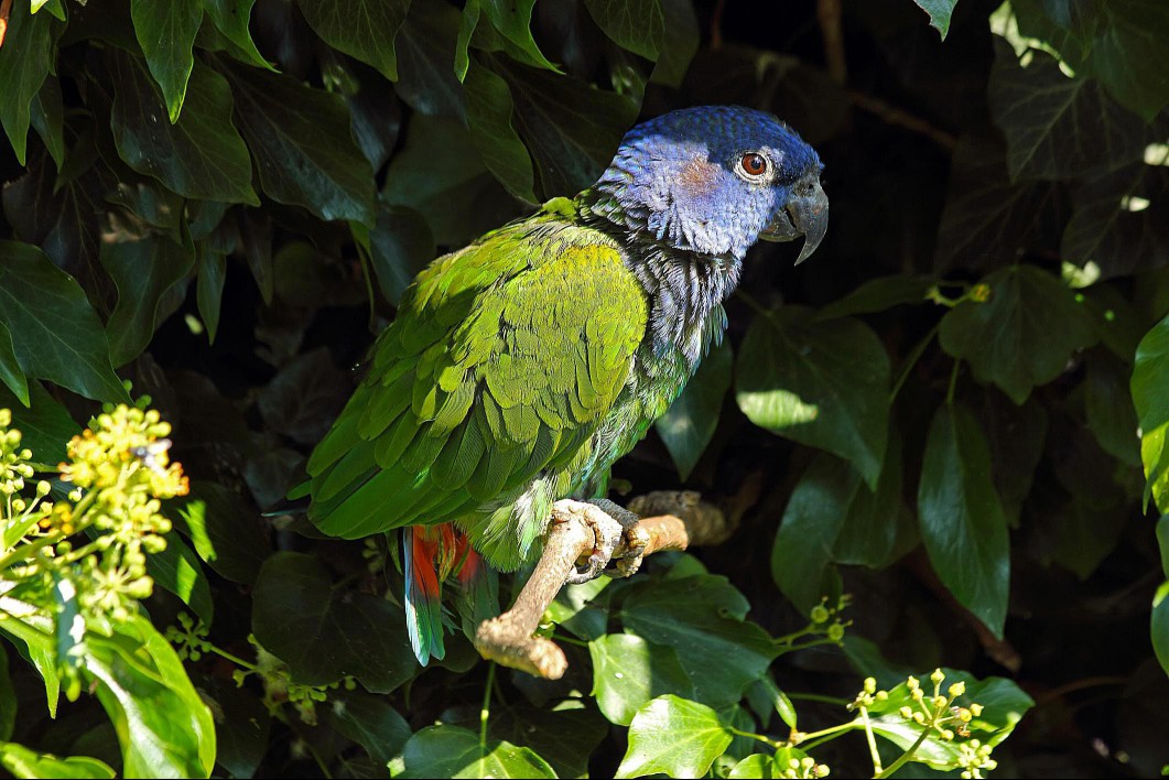 Blue-headed pionus in a tree