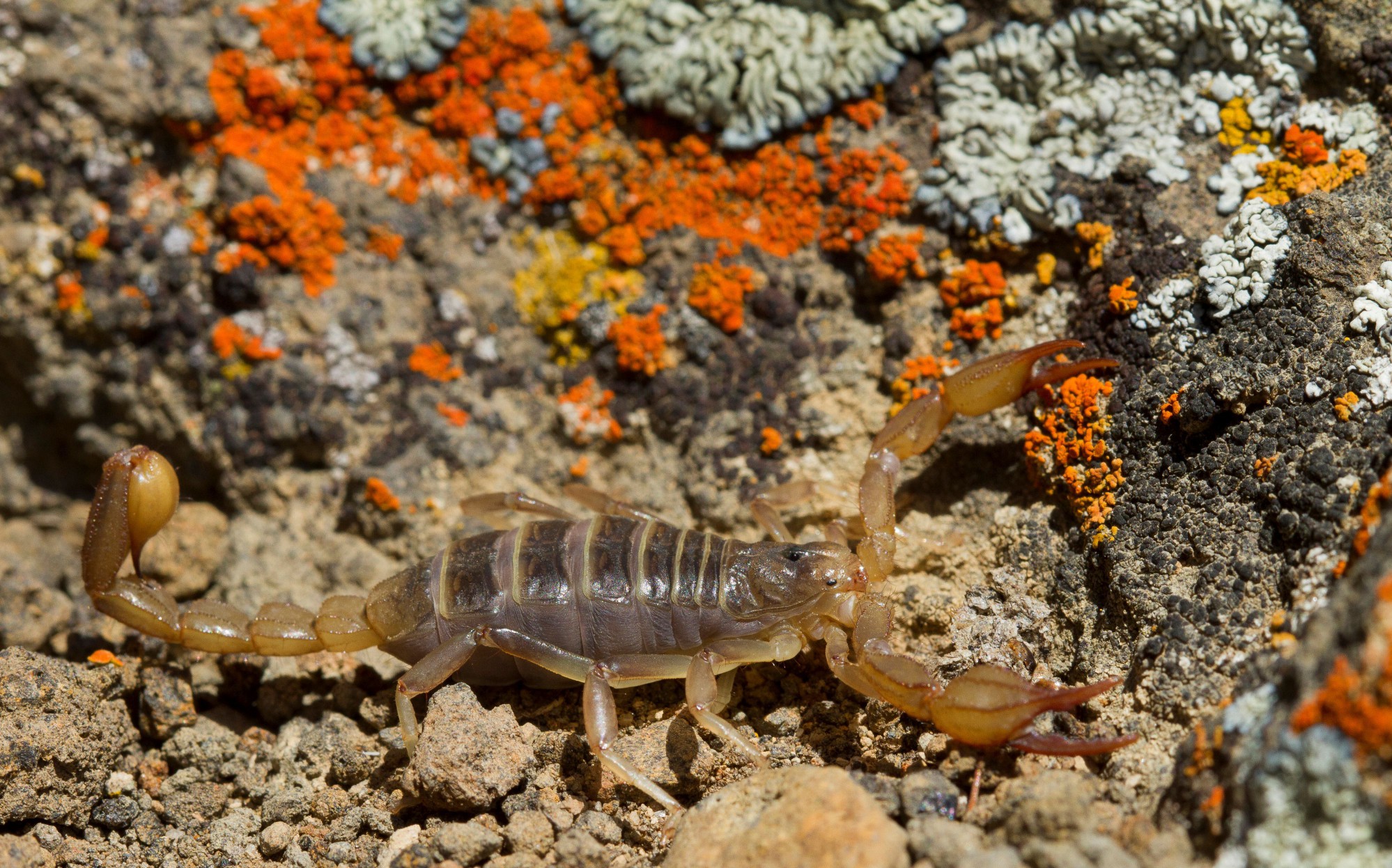 Boreal Scorpion
