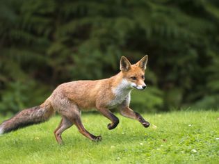 Should You Keep a Russian Red Fox as a Pet? Should You Keep a Russian Red Fox as a Pet?