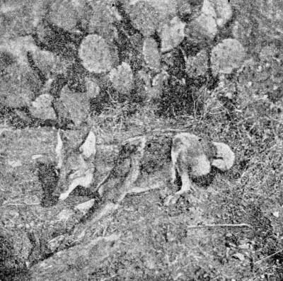 The Opossum.
