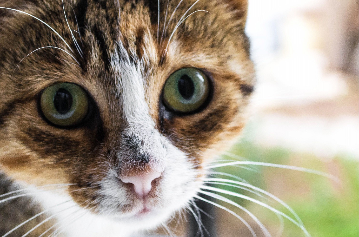 Closeup of a cat&#39;s face