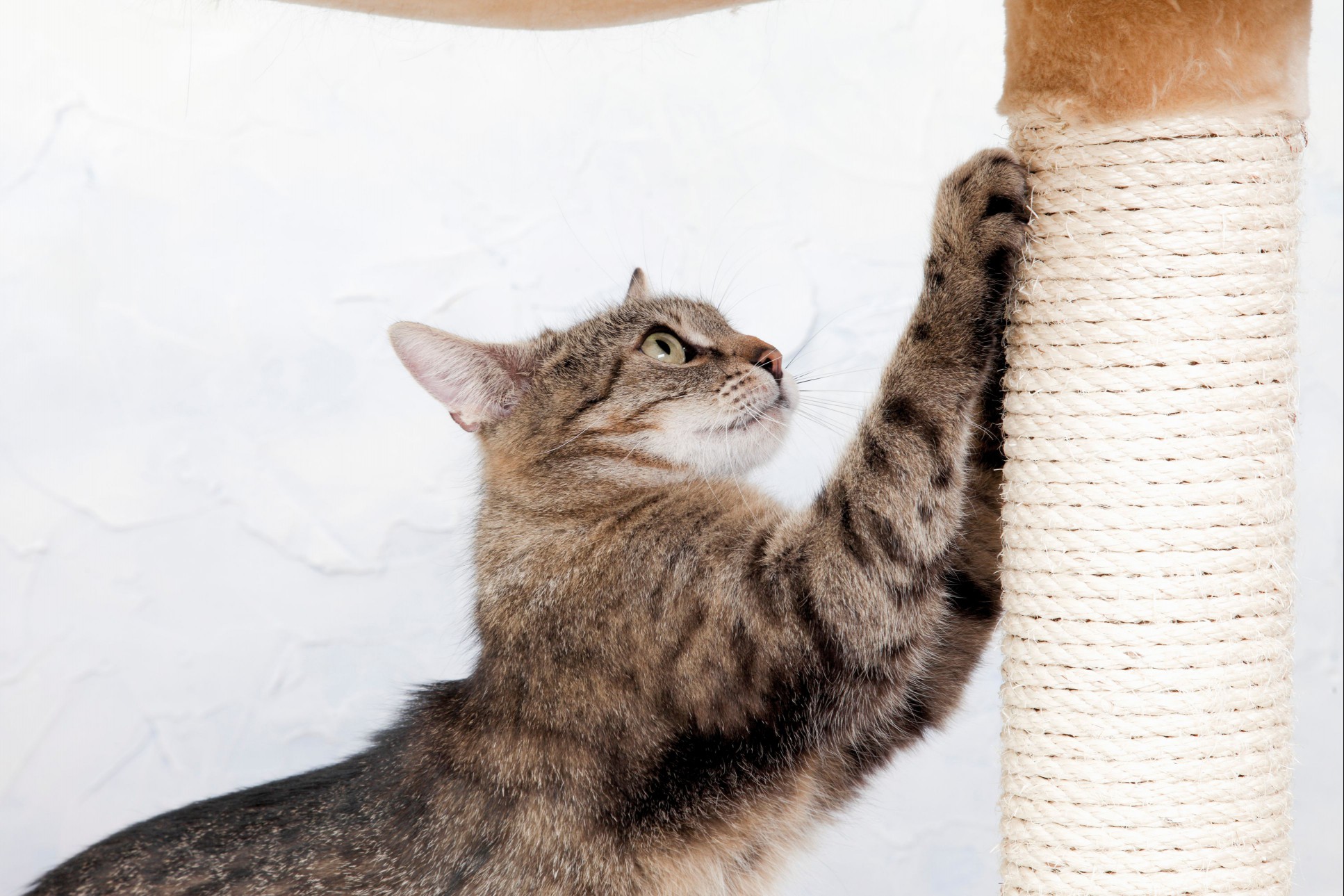 166275765Getty-Westend61-CatScratchingPost.jpg