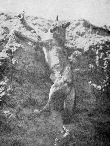 The Wildcat, or Bay Lynx.