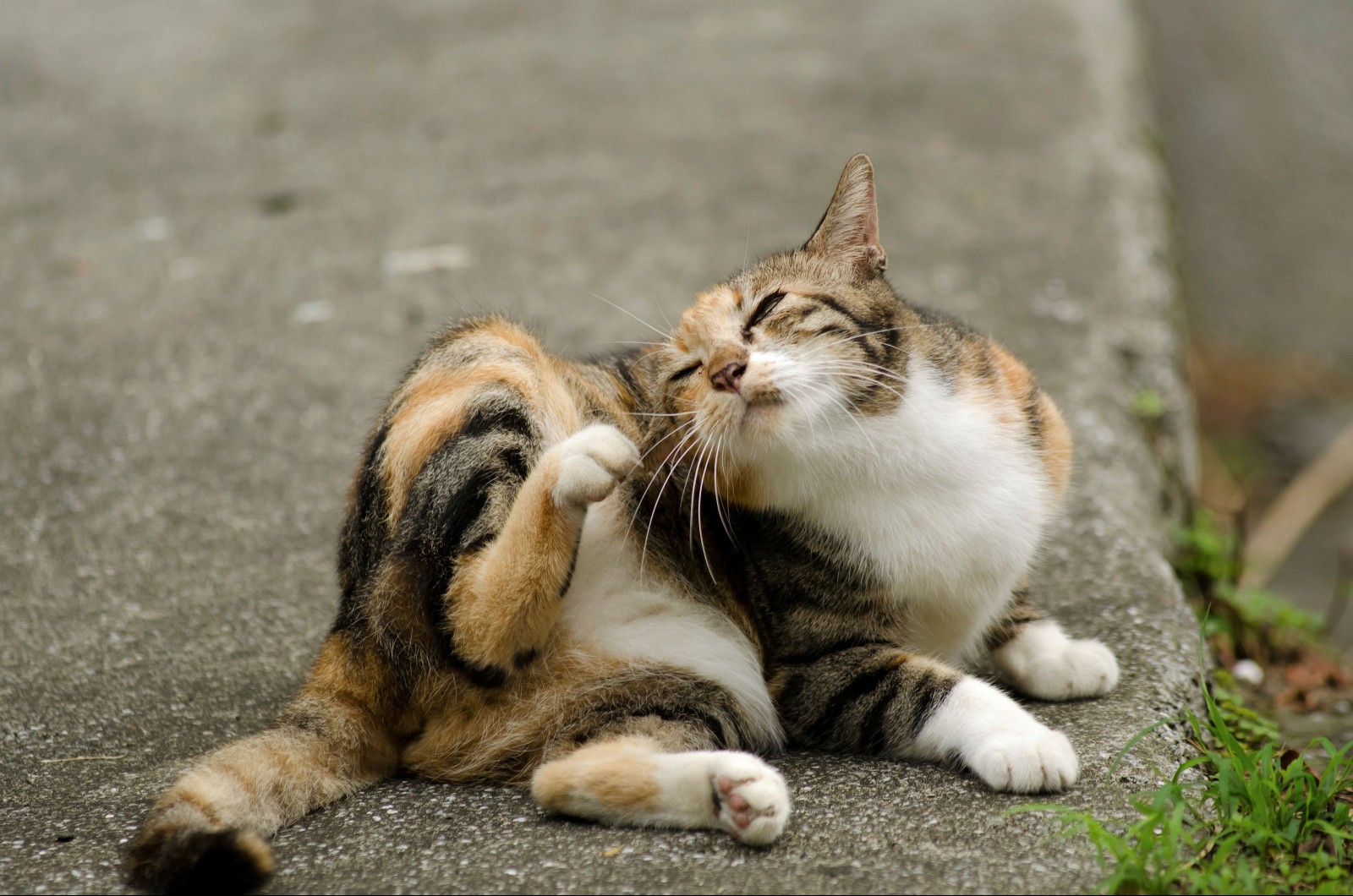 Cat Scratch