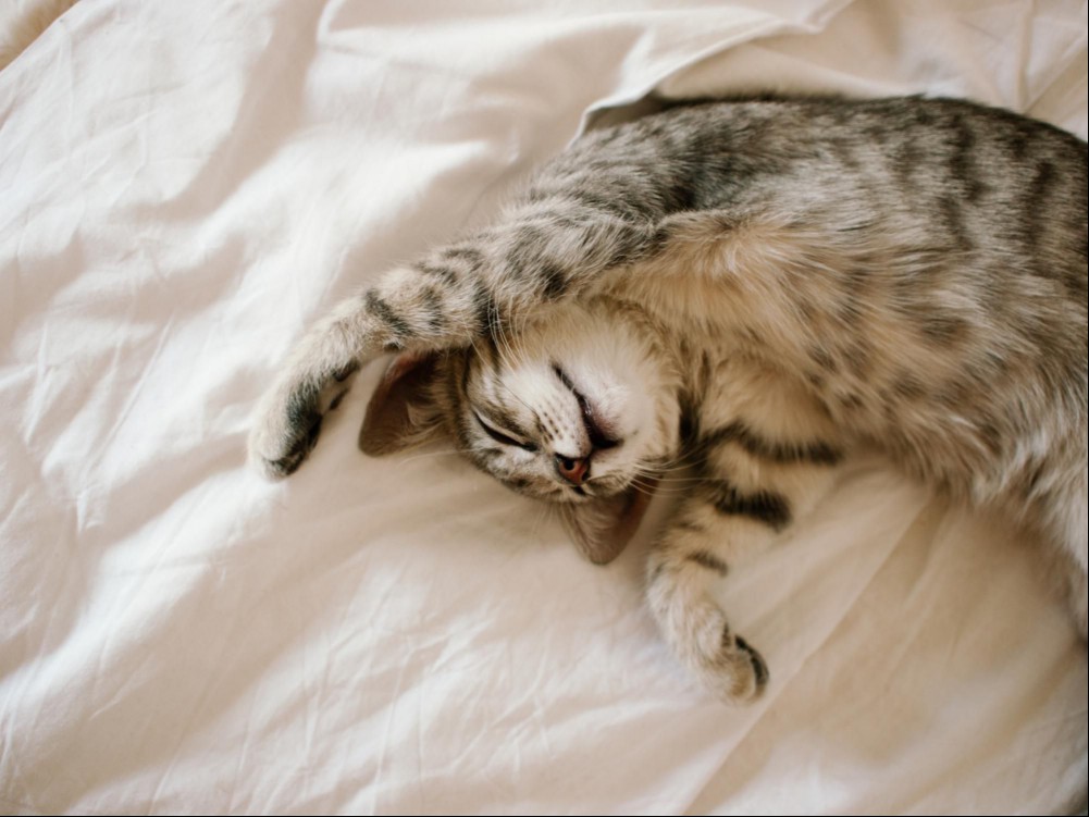 Young tabby cat in a bed
